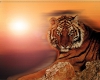 Tiger at sunset