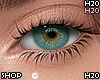 Zabine Celeste Honey F/M