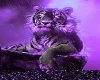 Purple Tiger Dance 2