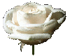 White Rose Dance Marker
