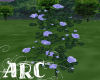 ARC Burple Roses