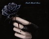 Dark| Black Rose