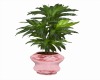 Pink Romance Pot Plant