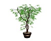 AAM-Potted Tree