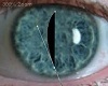 Blue cat eyes