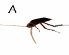 A Cockroach