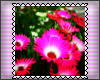 [Flower Stamp]BIG