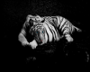 blk and whit tiger rug