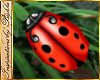 I~Easter Egg*Ladybug