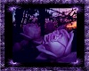 Purple Passion Rose 2