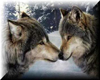 Wolf affection pic