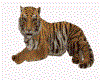 sweet tiger