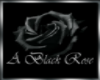 black rose pic 4