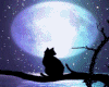 blackcat and moon
