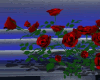 Rosebush 1