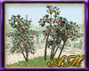 AM~Mhyst Apple Trees