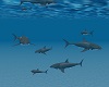 Animated Sharks