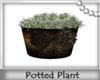 ! Potted Plant