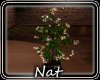 NTCountryGirl Tree Plant