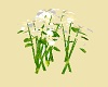 Wild White Lillies