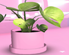 Potted Pink ♡