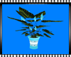 Malibu Blue Potted Plant
