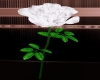 SV White Rose