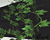 ivy plant box
