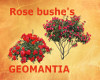 2 Rose bush Fillers
