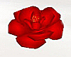 Wedding Floor Roses Red