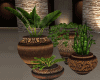 Garden Vases Plants