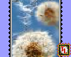 tall dandelion stamp
