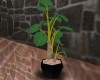 Plant - Philodendron