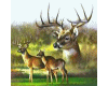 Mystical Deers