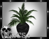 CS Lust Plant