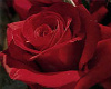 Crimson rose