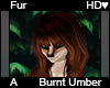 Burnt Umber Fur A