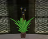 Exotic Plant