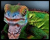 Animated Lizard III