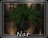NT Nights Planter