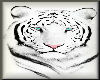 Poster White Tiger1