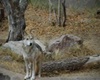 wolf pic