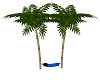 Palm Trees w/Hammock