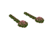 Flowers walk
