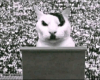 KITLER