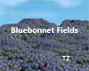 TZ Bluebonnet Fields