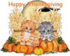 Thanksgiving Kittens