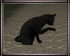 *L* Black Cat