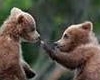 Baby Bears Playing