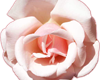 Pink Rose 01